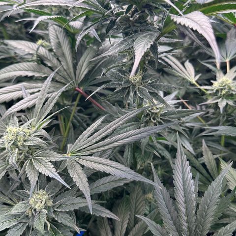 Misc x (LA Kush x Zkittles) #28 13.53g growlog timeline photo