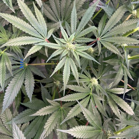 CxLAZ #03 45.52g growlog photo: Pollen sac from training on Tuesday