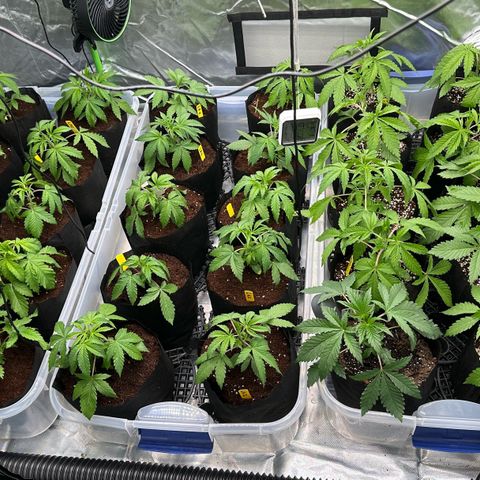 Misc x (LA Kush x Zkittles) #26 60.7g growlog timeline photo