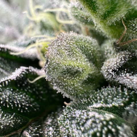 Misc x (LA Kush x Zkittles) #33 19.08g growlog timeline photo