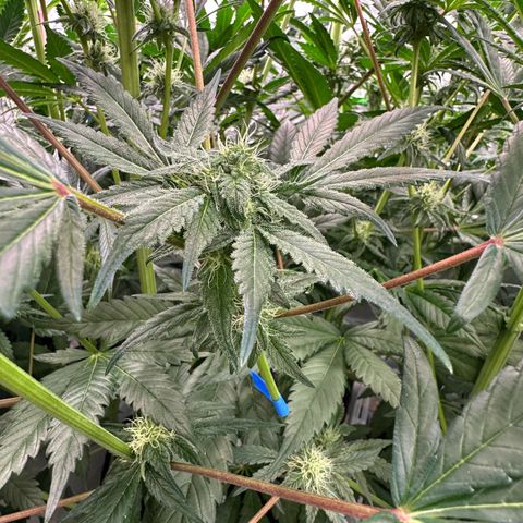 CxLAZ #16 50.72g growlog timeline photo