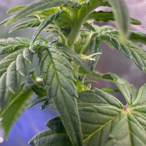 Auto Think Different  #3 growlog timeline photo