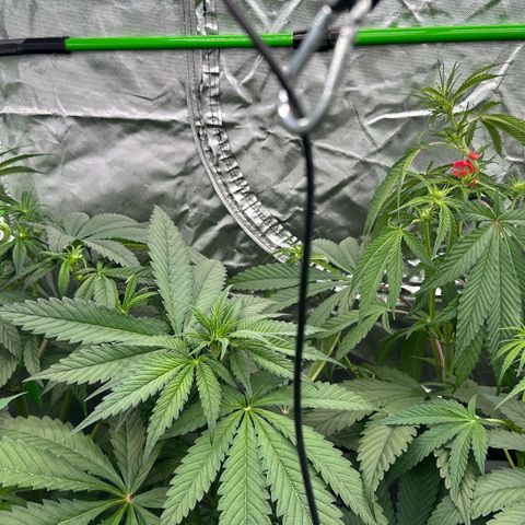 CxLAZ #16 50.72g growlog timeline photo