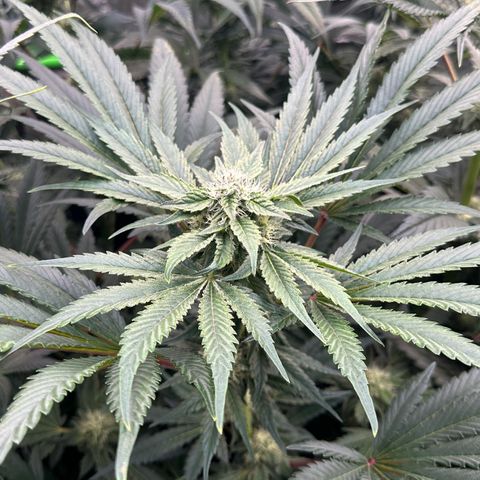 CxLAZ #16 50.72g growlog timeline photo