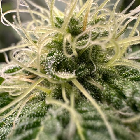 Misc x (LA Kush x Zkittles) #10 growlog timeline photo