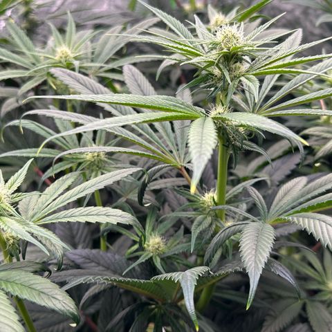 Misc x (LA Kush x Zkittles) #26 60.7g growlog timeline photo