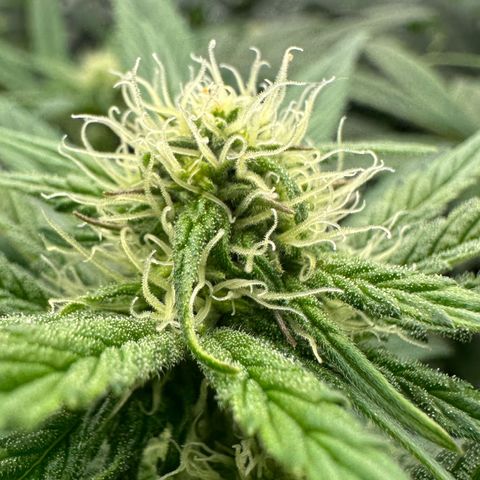 Misc x (LA Kush x Zkittles) #26 60.7g growlog timeline photo