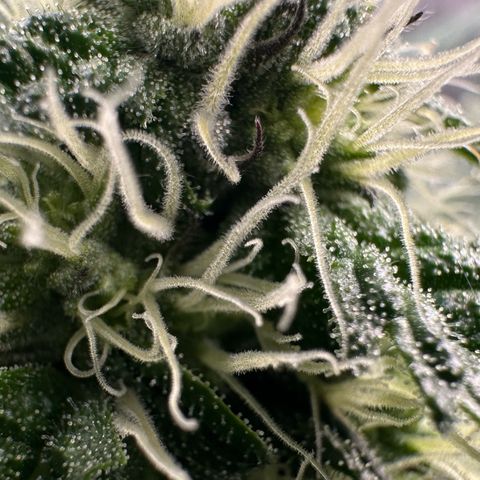 CxLAZ #24 37.13g growlog timeline photo