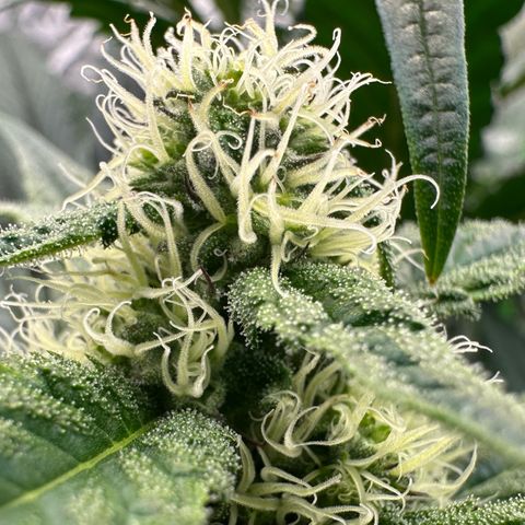 CxLAZ #31 58.75g growlog timeline photo