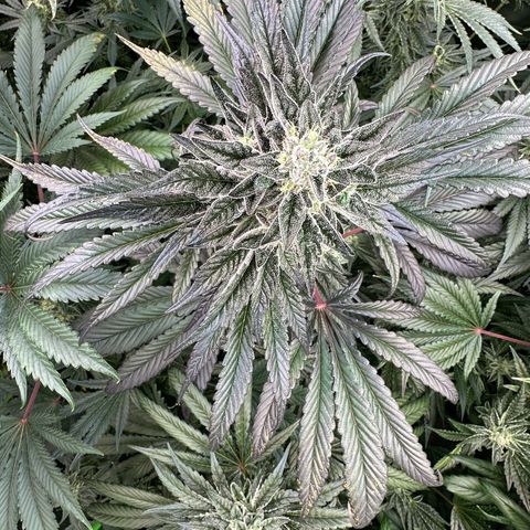 Misc x (LA Kush x Zkittles) #22 34.14g growlog timeline photo