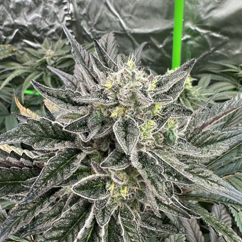 Misc x (LA Kush x Zkittles) #22 34.14g growlog timeline photo