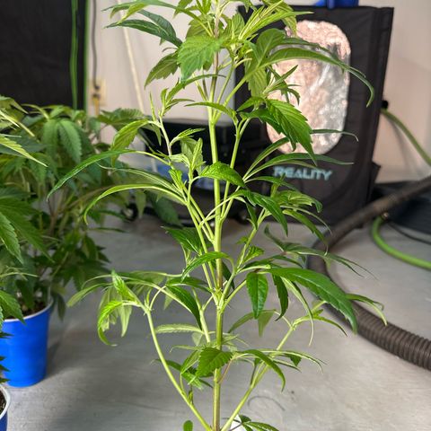 MiscxLAZ #26 C #2 growlog timeline photo