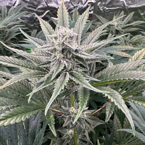 Misc x (LA Kush x Zkittles) #29 25.69g growlog timeline photo