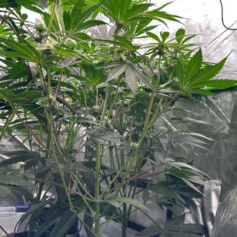 CxLAZ #06 growlog timeline photo