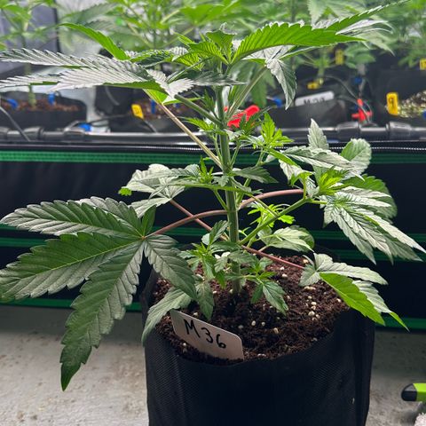 CxLAZ #16 50.72g growlog photo: Lollipoped