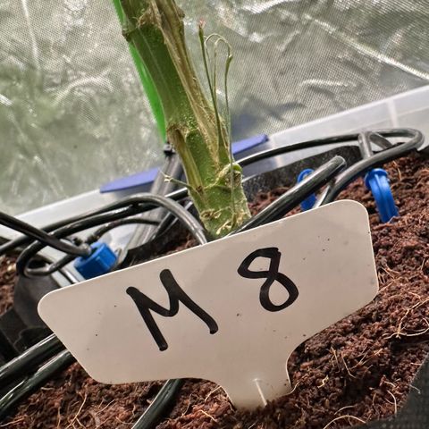 CxLAZ #16 50.72g growlog photo: Top training 
