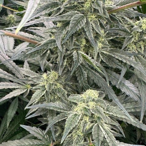 Misc x (LA Kush x Zkittles) #08 growlog timeline photo