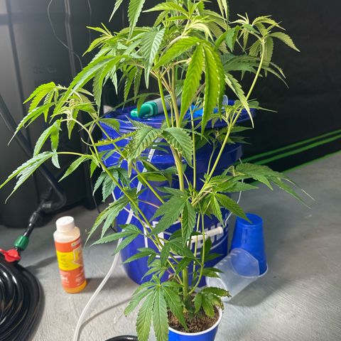 MiscxLAZ #08 C #1 growlog timeline photo