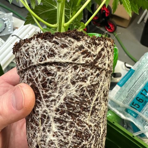 Fuel D.OG #1 Female 47.36g growlog photo: Transplanted into 1 gal pot