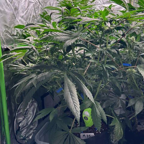 Misc x (LA Kush x Zkittles) #35 28.55g growlog timeline photo