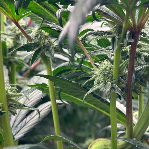 Misc x (LA Kush x Zkittles) #26 60.7g growlog timeline photo