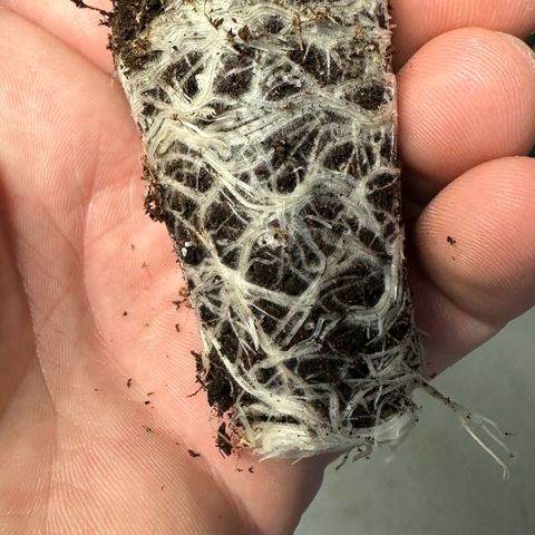 Misc x (LA Kush x Zkittles) #26 60.7g growlog photo: Transplant