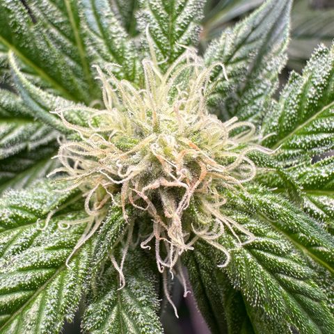 CxLAZ #16 50.72g growlog photo: Pollenated bud site 24hr later