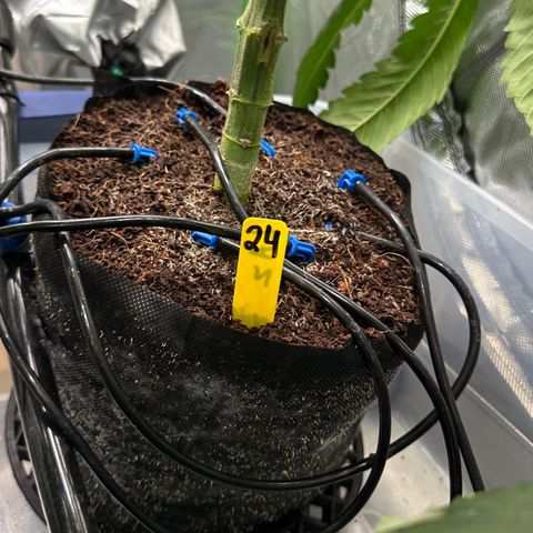 CxLAZ #24 37.13g growlog timeline photo