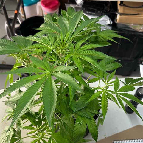 CxLAZ #16 50.72g growlog photo: Lollipoped
