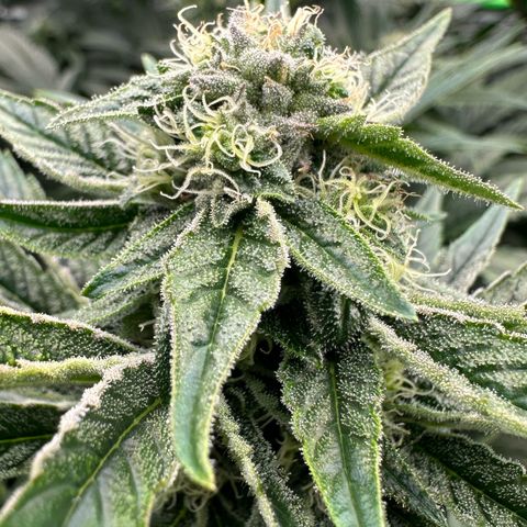 Misc x (LA Kush x Zkittles) #26 60.7g growlog timeline photo