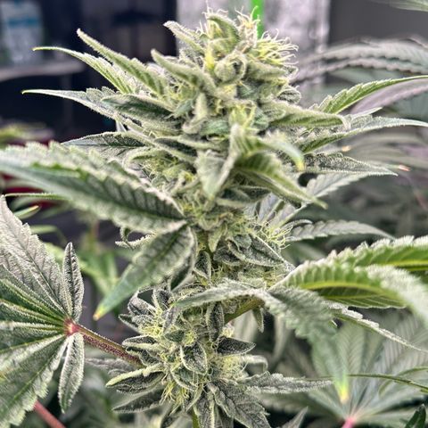 Misc x (LA Kush x Zkittles) #37 42.26g growlog timeline photo