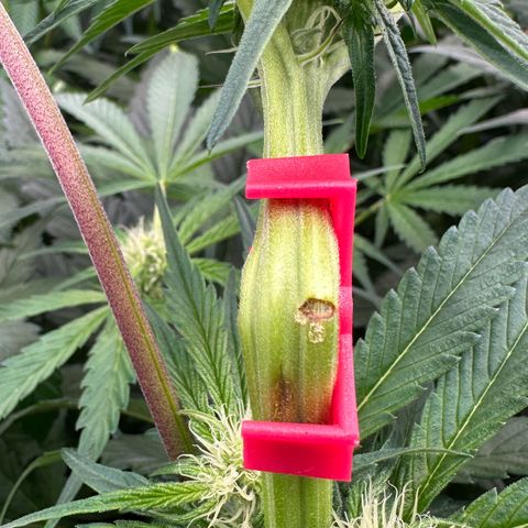 CxLAZ #16 50.72g growlog timeline photo