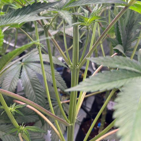 CxLAZ #16 50.72g growlog timeline photo