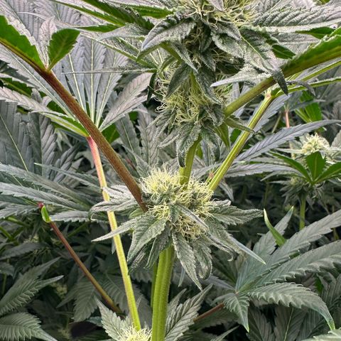 Misc x (LA Kush x Zkittles) #10 growlog timeline photo