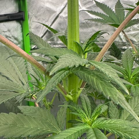 CxLAZ #16 50.72g growlog timeline photo