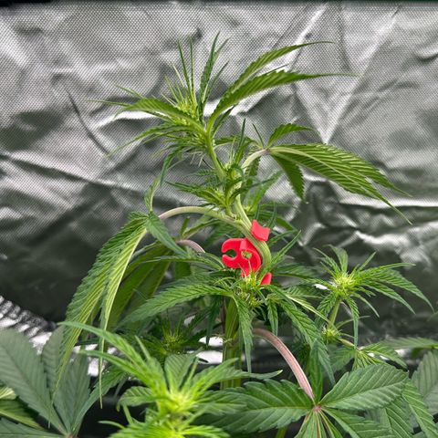 CxLAZ #16 50.72g growlog timeline photo