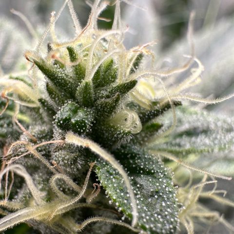 CxLAZ #06 growlog timeline photo