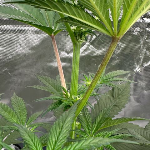 CxLAZ #16 50.72g growlog timeline photo