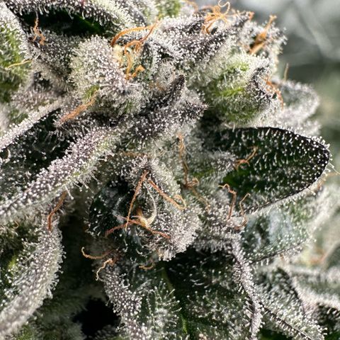 Misc x (LA Kush x Zkittles) #29 25.69g growlog timeline photo