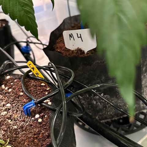 Misc x (LA Kush x Zkittles) #04 10.54g growlog timeline photo