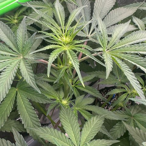 CxLAZ #16 50.72g growlog timeline photo