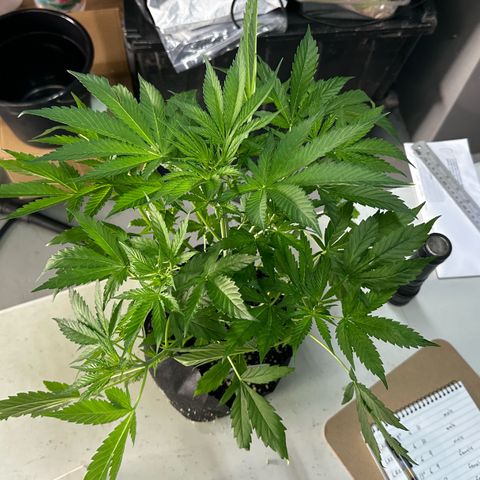 CxLAZ #16 50.72g growlog photo: Lollipoped