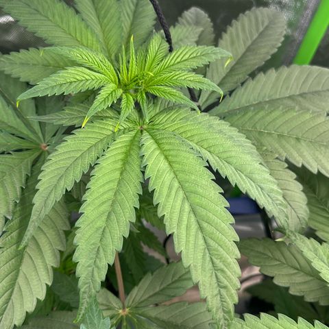 CxLAZ #16 50.72g growlog timeline photo