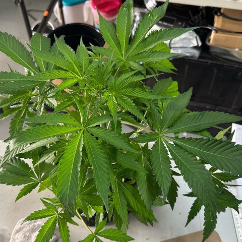 CxLAZ #16 50.72g growlog photo: Lollipoped