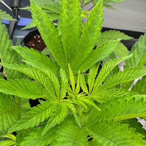 CxLAZ #16 50.72g growlog timeline photo