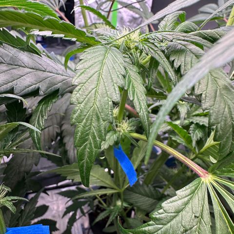 CxLAZ #16 50.72g growlog photo: Pollenated bud site