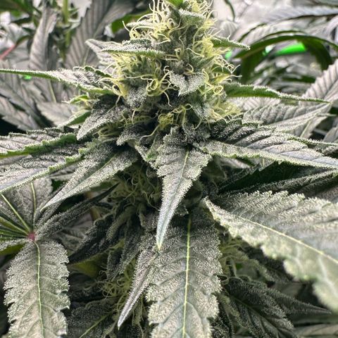 CxLAZ #06 growlog timeline photo