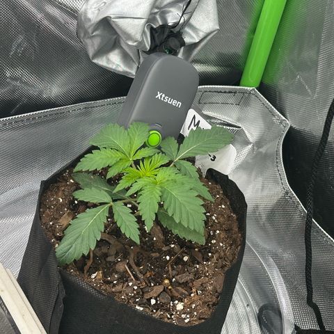 Misc x (LA Kush x Zkittles) #26 60.7g growlog timeline photo