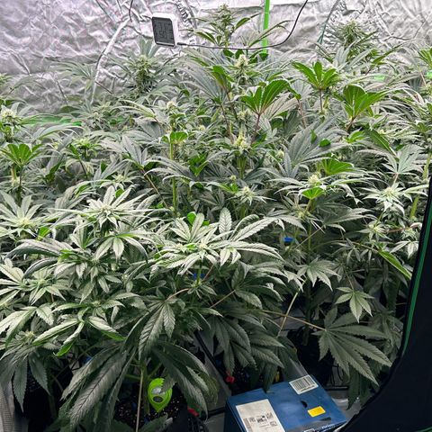 CxLAZ #16 50.72g growlog timeline photo