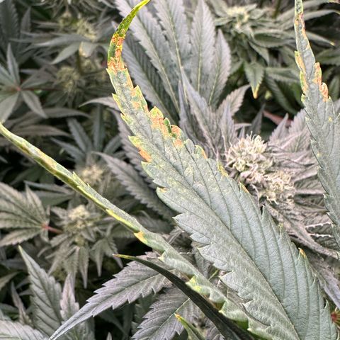 CxLAZ #31 58.75g growlog timeline photo